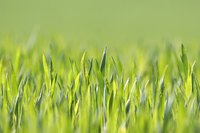 The John Deere L110 makes it easy to keep the grass in your entire yard one length.
