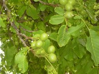 Walnut trees are a wonderful addition to your landscape.