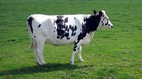 Over a half ton of tippable cow.