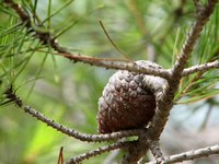 Both pine and fir are aromatic softwoods.