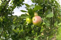 Jobs in the 1800s revolved around producing food.