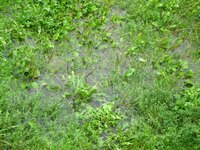 Excess water around the foundation of a home may leak into the basement and cause flooding.