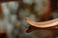 Remove garter snakes