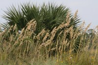 Use oat flour as a healthy substitute for wheat flour.