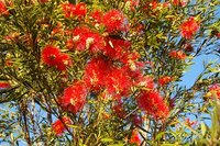Pruning the bottlebrush shrub will promote healthy growth and flowering.