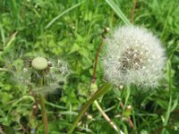 Weeds in a lawn may be eliminated using mixtures of natural ingredients.