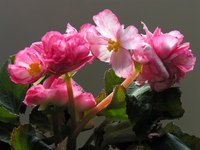 To some, the begonia means knowledge.