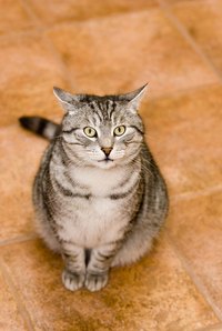 Keep your cat from knocking at your door.