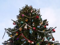 Blue spruce trees' sharp needles make them a bad Christmas tree choice.