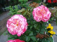 Roses can serve several purposes.