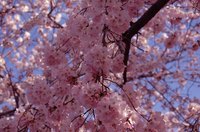 Weeping cherry trees put on a show in spring.