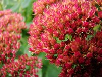Tall sedums such as Brilliant have rosy red flowers on 18-inch stems.