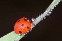 Apply pesticide when the weather turns cold but before the first frost.