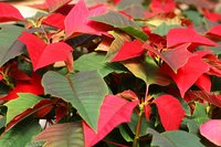 Poinsettias are popular Christmas plants.