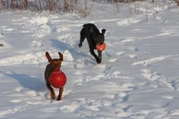 Dog toys help channel hunting and chewing instincts.
