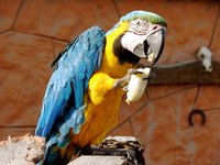 Exotic birds abound in rainforest trees.