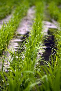 Ditch irrigation uses ditches or furrows to water between rows of plants.