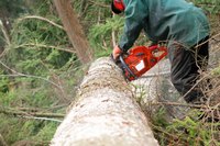 Chain oil is largely emitted from the saw, ending up in the surrounding environment.