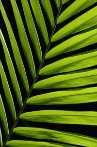 Many plants and animals are found only in rainforests.