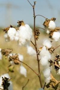 By 1861, the United States produced 66 percent of the world's raw cotton.