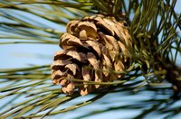 Collect seeds from fallen pine cones.