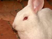 Draw a bunny rabbit's eyes.