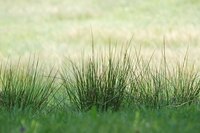 Keep your mower in tip-top shape, so the weeds don't get out of control.