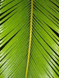 The sago palm tree leaf resembles a feather and is toxic.