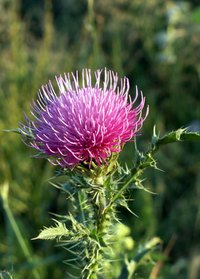 A milk thistle plant is as physically harmful as it is detrimental to pasturelands.