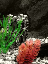 Making your own silk plants for your aquarium will save you money.