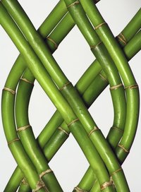 Colored ribbons on lucky bamboo have various meanings.