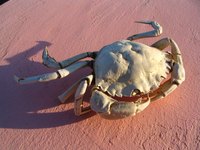 King crabs are found mainly in the Pacific ocean.