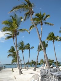 Florida's coast is home to a few all-inclusive resorts for optimal guest relaxation.