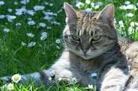 Grass, trees and pollen are known to spark skin rashes on felines.