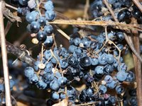 Wild grapevines can be cultivated to produce plump, sweet grapes.