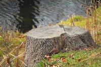 There are some easy alternatives to grinding down stumps.