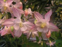 The columbine flower is the state flower of Colorado.