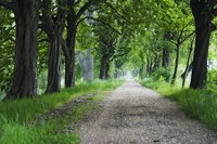 Wet, shady lawns can be difficult places in which to establish grass seed.