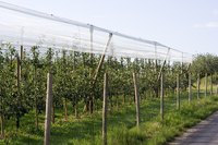 Orchards house trees bearing a wide variety of fruit, nuts and other products.