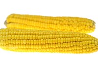 Cook fresh corn on the cob in a matter of minutes on a stove top.