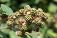 Fruit life cycles begin with a seed.