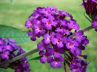 Butterfly bushes can hide a power transformer box.