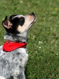 Bandannas are a popular fashion accessory for dogs, and over-the-collar bandannas are safe and easy to make.