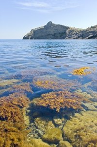 Sea vegetables are rich in healthy nutrients,
