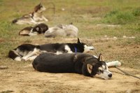 Dog owners in Indiana should remain mindful of both state and local laws protecting their pets.