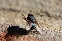 Maggots come from fly eggs.