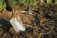 Some garden soils can benefit from lime.