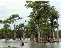 The bayou