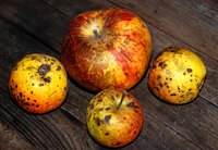 Insect infestations are often mistaken for herbicide injury.