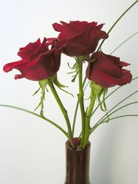 Hydroponic roses won't be supersized. But they'll likely be healthier than ones planted outside.